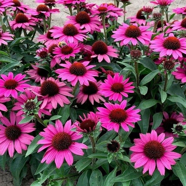 17 Drought-Tolerant Plants That Thrive in Any Garden